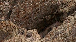 Landmark Nepal survey estimates nearly 400 elusive snow leopards