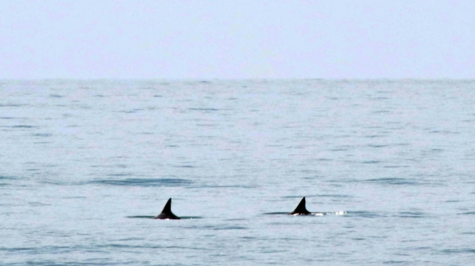 Estados Unidos presiona a M&eacute;xico para proteger a la vaquita marina
