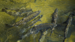 Salmon fishing off California's coast banned for second year in a row