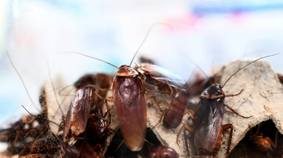 El az&uacute;car para atrapar a las cucarachas cambia los h&aacute;bitos nupciales de los machos