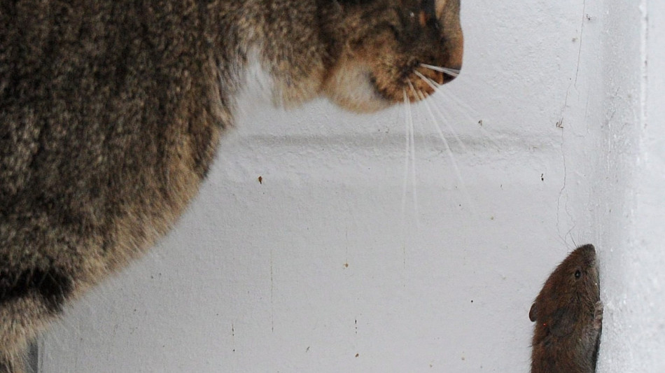 In Usa scoperto un nuovo virus grazie al fiuto di un gatto