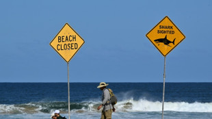 Experts say great white shark likely killed Australian surfer