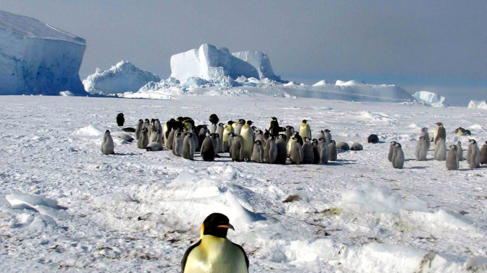 I pinguini Imperatore a rischio di estinzione entro il 2100