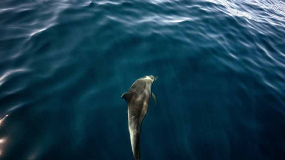 Cient&iacute;ficos alertan que ramas enteras del "&aacute;rbol de la vida" se est&aacute;n extinguiendo