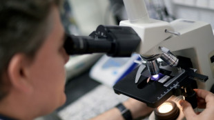 Studie: Fruchtfliegen w&auml;hrend Balz blind f&uuml;r Gefahren