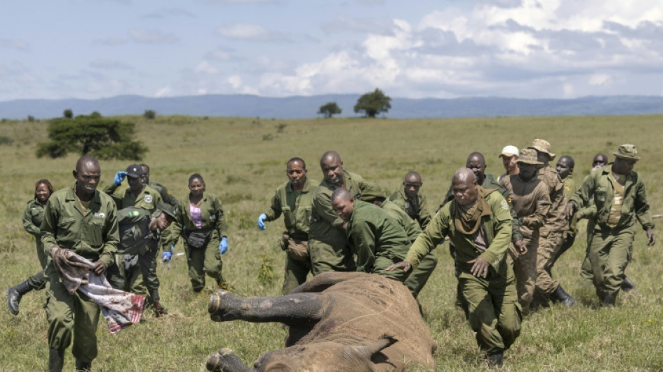 D&eacute;placer un rhinoc&eacute;ros, mode d'emploi