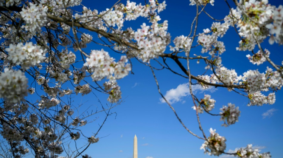 Les cerisiers de Washington, en fleur de plus en plus t&ocirc;t, et les pieds dans l'eau