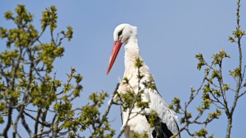Polizei in Baden-W&uuml;rttemberg rettet unterern&auml;hrten Storch von Bundesstra&szlig;e