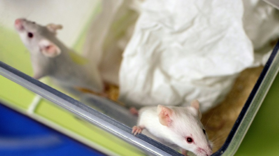 "R&eacute;volutionnaire": des scientifiques cr&eacute;ent une souris issue de deux p&egrave;res