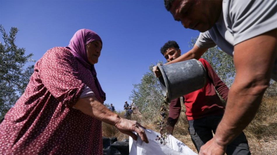 En Cisjordanie, la r&eacute;colte des olives perturb&eacute;e par un pic de violences des colons 