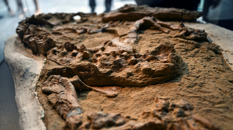 D&eacute;couverte au P&eacute;rou d'un rare fossile de crocodile marin de plus de 10 millions d'ann&eacute;es