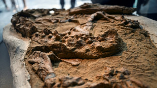 D&eacute;couverte au P&eacute;rou d'un rare fossile de crocodile marin de plus de 10 millions d'ann&eacute;es