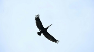 Boussoles inspir&eacute;es des insectes, robots-pangolins: quand la nature fait progresser la technologie