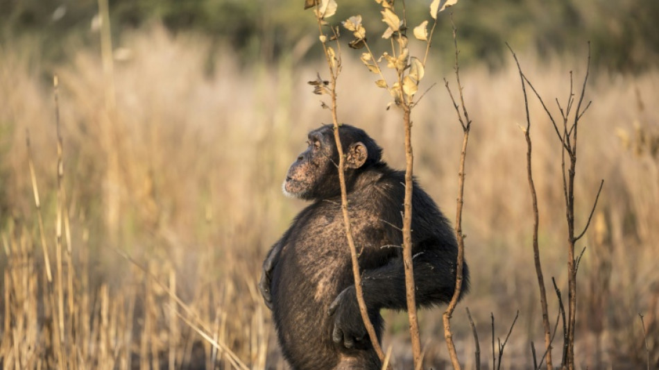 Senegal's spear-wielding savannah chimps yield clues on humanity's past