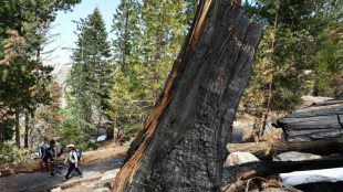 US power company to pay $82.5m for California wildfire