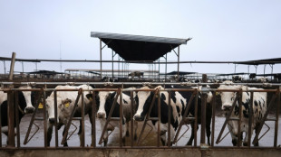 Etats-Unis: une nouvelle souche du virus de la grippe aviaire d&eacute;tect&eacute;e chez des bovins