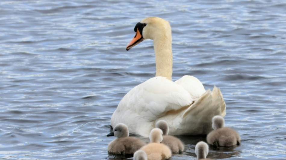 Siebenk&ouml;pfige Schwanenfamilie sorgt f&uuml;r Polizeieinsatz in Mecklenburg-Vorpommern