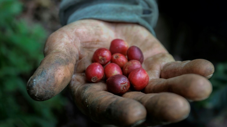 Colombia registra su mayor producci&oacute;n de caf&eacute; en 33 a&ntilde;os
