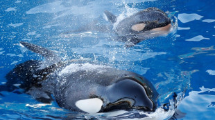 France struggles to find new home for two orcas after park closes