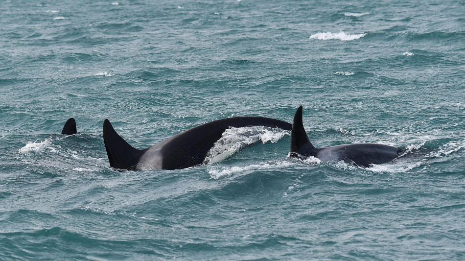 I mammiferi marini usano le alghe come strumenti