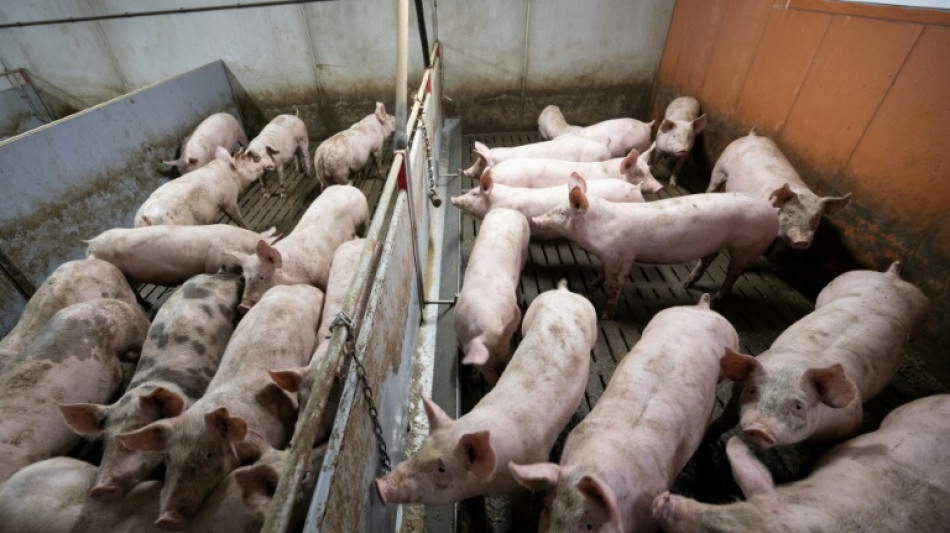 Mehrere hundert Schweine auf Bauernhof in Niedersachsen mutma&szlig;lich verhungert