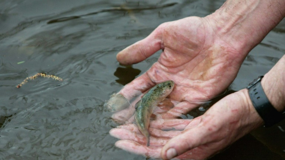 Les saumons sauvages de l&rsquo;Allier menac&eacute;s d'extinction par le changement climatique