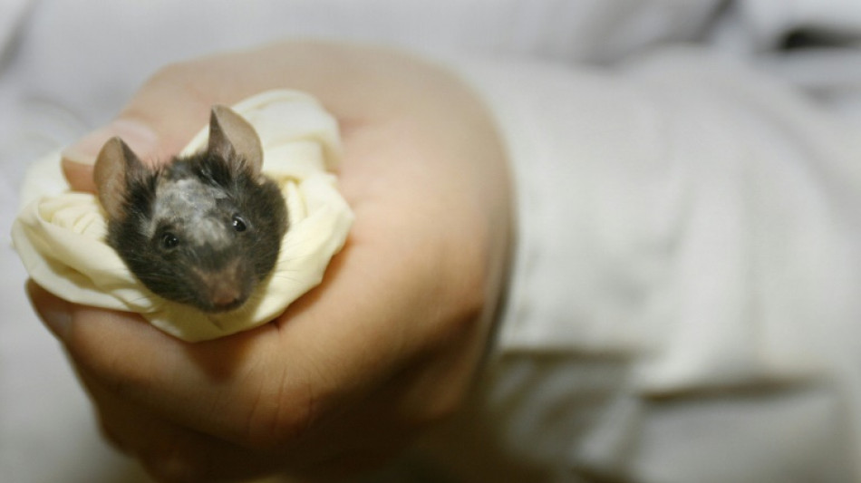 Ratones liofilizados, una nueva t&eacute;cnica para conservar las especies