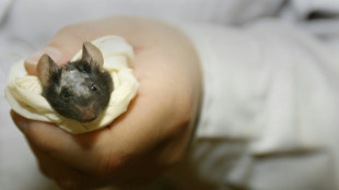 Ratones liofilizados, una nueva t&eacute;cnica para conservar las especies