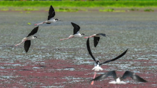 Colombia fue el pa&iacute;s m&aacute;s mort&iacute;fero para los ambientalistas en 2024