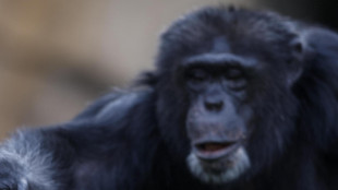 Nei video d'epoca gli scimpanz&eacute; parlanti, in Italia c'era Renata