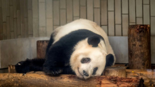 Jap&oacute;n se despide de cuatro osos panda que regresar&aacute;n a China