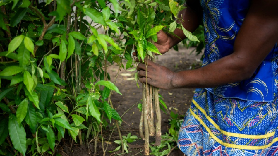 Gabon longs to cash in on sacred hallucinogenic remedy