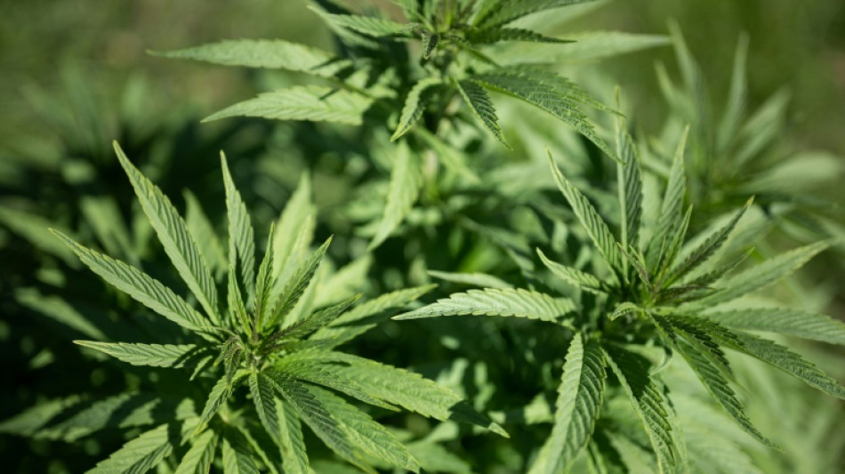 Blattabdruck aus der Urzeit: Wom&ouml;glich &auml;lteste Cannabispflanze der Welt 