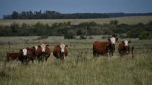 M&eacute;xico reanuda exportaci&oacute;n de ganado luego de que EEUU aliger&oacute; restricci&oacute;n por plaga