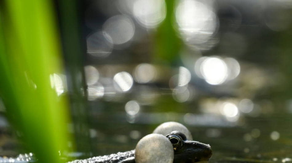 Wie Kanonenfeuer: Quakende Fr&ouml;sche l&ouml;sen Polizeieinsatz in Rheinland-Pfalz aus