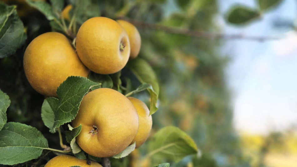Nuova variet&agrave; di mela nata all'Universit&agrave; di Bologna, ecco Dora