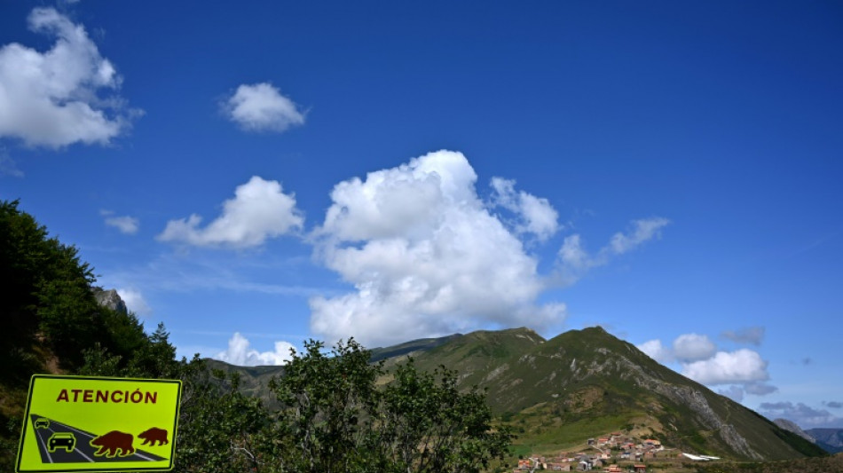 Un censo in&eacute;dito confirma la preservaci&oacute;n de los osos en Espa&ntilde;a