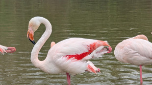 Migrare rallenta l'invecchiamento dei fenicotteri