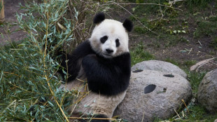 A Copenhague, le zoo se creuse la t&ecirc;te pour faire s'accoupler les pandas
