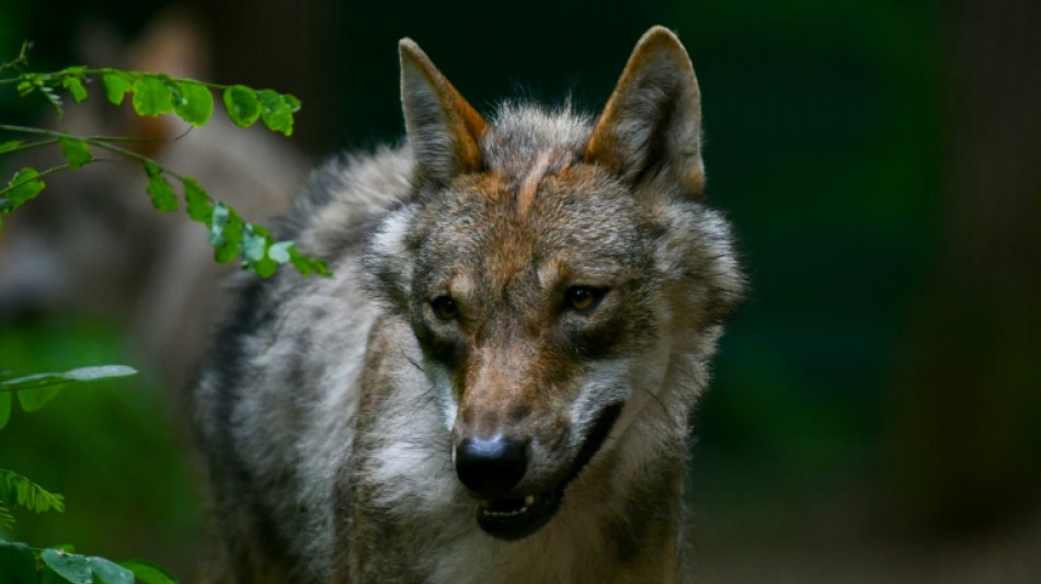 Jagdverband: Wolfsrudelfreie Gebiete d&uuml;rfen kein Tabu sein