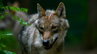 Jagdverband: Wolfsrudelfreie Gebiete d&uuml;rfen kein Tabu sein