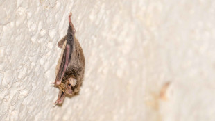 Sull'isola di Lampedusa scoperto pipistrello nordafricano