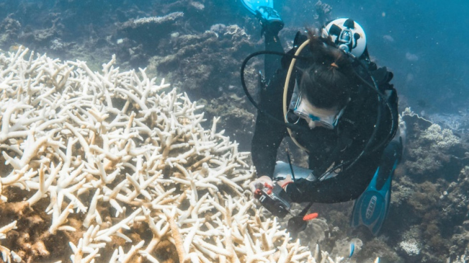 Climat: le blanchissement mondial des coraux bat record sur record