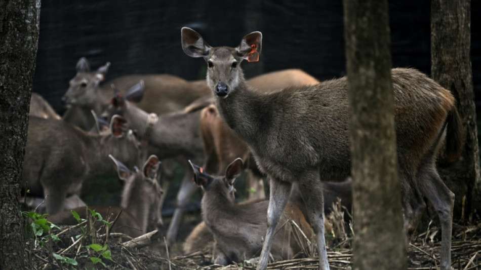 Thailand credits prey releases for 'extraordinary' tiger recovery