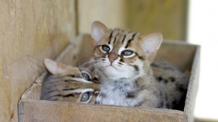 Zwei M&auml;nner wollen in K&ouml;ln eingeklemmtes Katzenbaby anz&uuml;nden