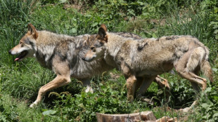 Le nombre de loups en France recule, rouvrant les d&eacute;bats sur sa protection