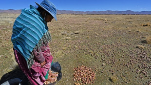 Un estudio revela que la papa desciende del tomate

