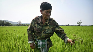 En Tha&iuml;lande, les micro-organismes contre les br&ucirc;lis dans les rizi&egrave;res