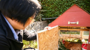 Aluguel de galinhas se populariza nos EUA devido ao aumento dos preços dos ovos