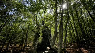Espagne: des habitants ont sauv&eacute; des flammes un arbre remarquable de 500 ans